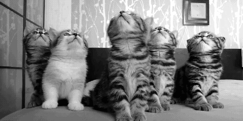 Server Kittens